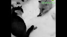 دعوای تماشایی گربه و روباه بر سر یک تکه سوسیس!