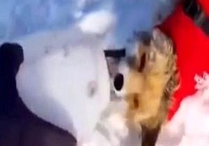 نجات روباهی که قربانی خودخواهی مردم شده بود