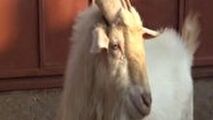 بز نری که شیر می‌دهد!