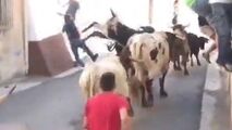 عاقبت دردناک فستیوال گاوبازی در اسپانیا