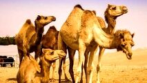  مرگ 2 صدرنشین خودرو در اثر برخورد با شتر/ شتر زنده ماند!