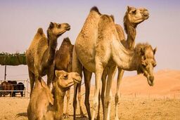  مرگ 2 صدرنشین خودرو در اثر برخورد با شتر/ شتر زنده ماند!
