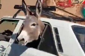 پیکان‌سواری خر در خیابان!