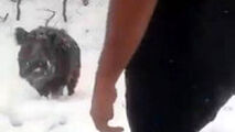  هجوم گرازهای گرسنه به حاشیه جاده‌ها از سرمای زیاد