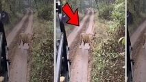 لحظه دلهره‌آور حمله ببر به گردشگران 
