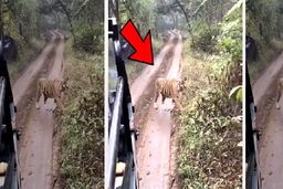 لحظه دلهره‌آور حمله ببر به گردشگران 