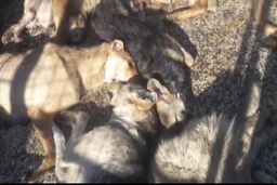 واکنش تند حجت الاسلام مهدی طباطبایی به سگ کشی یک پیمانکار مجنون