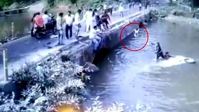 اقدام فداکارانه پدر جوان پس از سقوط خودرو به داخل رودخانه