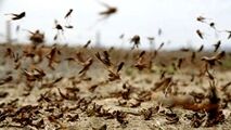 مهاجرت ملخ‌‌ها از عربستان به سمت یمن