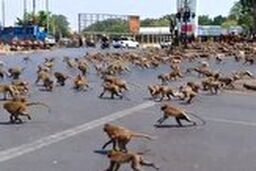 جنگ وحشتناک صدها میمون بر سر یک تکه غذا 