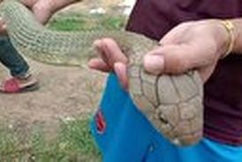 وحشت مرد روستایی با دیدن مار شاه کبرای ۴.۵ متری در اتاق خواب! 
