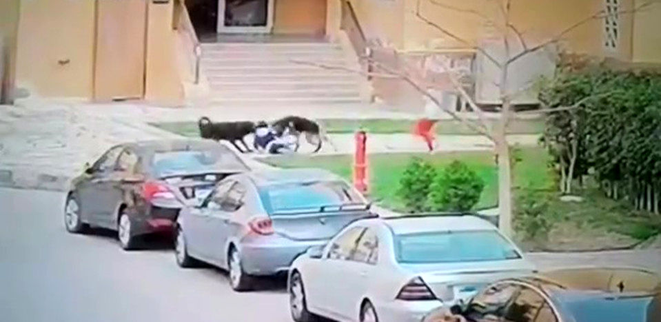 شجاعت کم نظیر زن جوان در محافظت از پسر نوجوان!