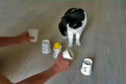 بازی با باهوش‌ترین گربه دنیا