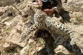 ویدیو/ فوق العاده دیدنی درگیری پلنگ و جوجه تیغی! 