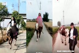 گاوسواری دختران چینی خبرساز شد!