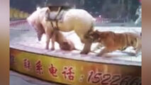 حمله وحشتناک ببر به اسب در سیرک + فیلم