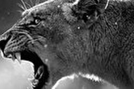 ویدیو/ نجات معجزه آسای مرد ازحمله وحشتناک شیر خشمگین در خانه!