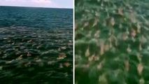 صحنه باورنکردنی در دریا که ماهیگیر را حیرت زده کرد!