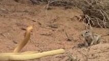 مبارزه فداکارانه سنجاب مادر با مار کبرای غول پیکر 