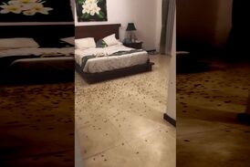اتفاق عجیبی که گردشگران روسی در هتل با آن مواجه شدند+فیلم