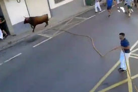 2کشته درحمله‌ گاو وحشی به شهروندان اسپانیایی+فیلم