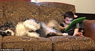 استفاده از پای سگ به جای قلم هوشمند