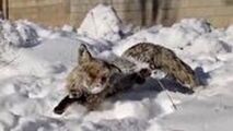 انجماد یک روباه در ترکیه به دلیل سرمای سیبری!