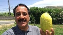 گزارش موبایلی معصومی‌نژاد درباره میوه بالنگ