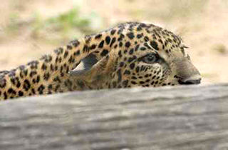 حمله پلنگ زخمی به پیرمردی که قصد نجاتش را داشت!