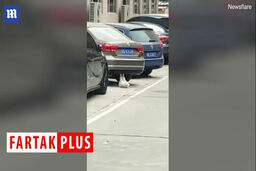 گربه‌ای که دراز نشست می‌رود!