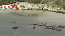 خودکشی دسته‌جمعی ۱۴۵ نهنگ در نیوزیلند