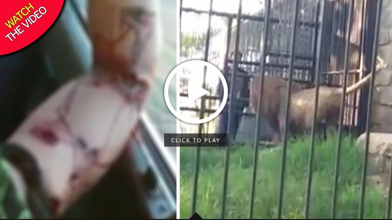 حمله مرگبار شیر باغ وحش به گردشگر!