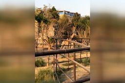  اولین زرافه‌هایی که به ایران آمدند