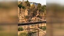  اولین زرافه‌هایی که به ایران آمدند