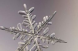 فردی که از دانه‌های برف عکس می‌گیرد + فیلم 