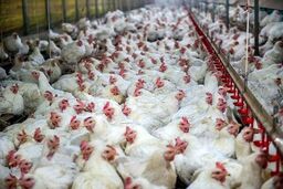 ادعای عجیب وارد کننده نهاده های دامی در کمیته تحقیق و تفحص