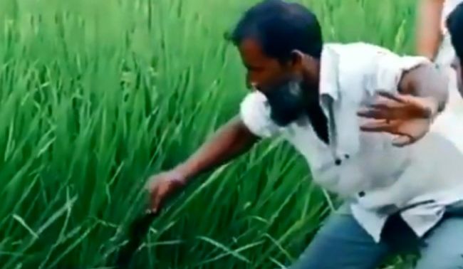 نمایش عجیب مرد روستایی در گرفتن مار شاه کبری