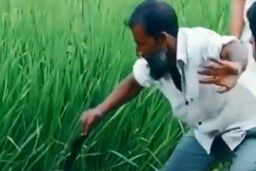 نمایش عجیب مرد روستایی در گرفتن مار شاه کبری