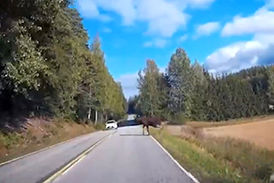 
تصادف یک گوزن با خودروی سواری در جاده جنگلی + فیلم