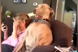 عجیب‌ترین حرکات ثبت‌شده از حیوانات