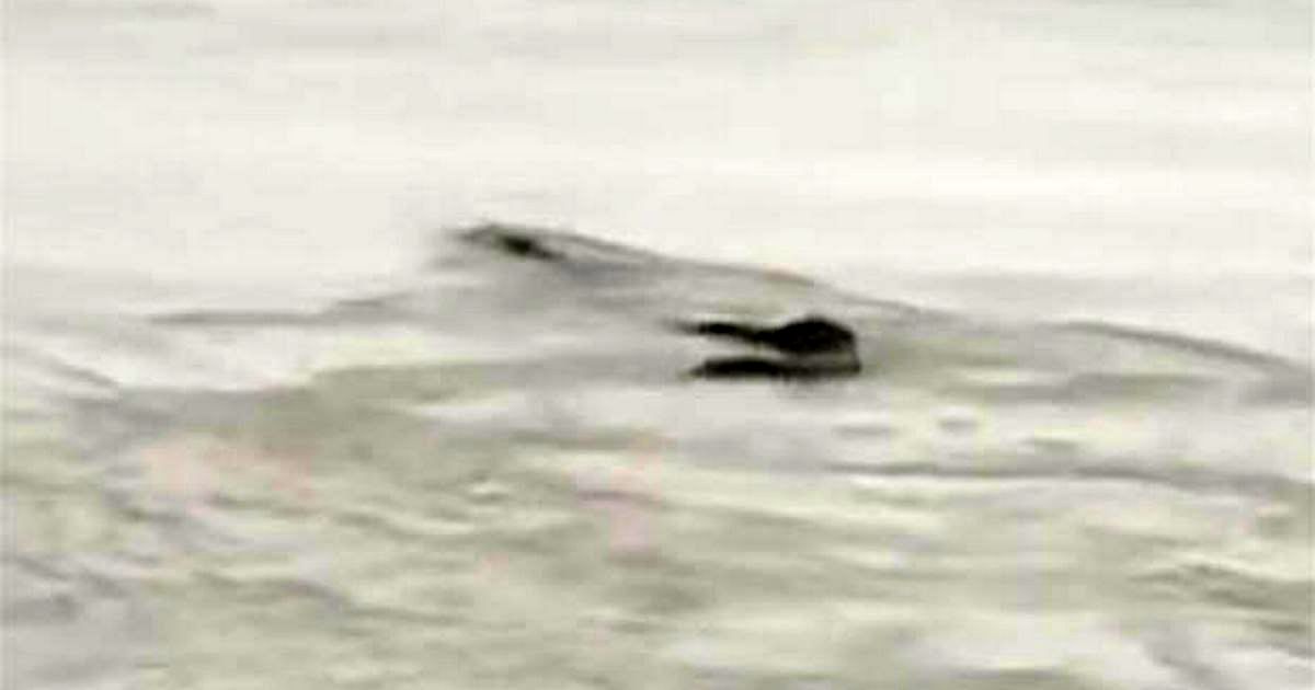 رؤیت هیولای غول پیکر در رودخانه‌ای در چین!