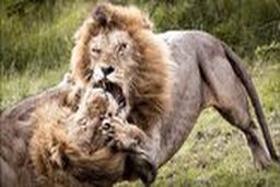 ویدیوی از قدرت نمایی خونین 2 شیرنر| پنجه به پنجه شدن 2 سلطان جنگل