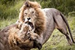 ویدیوی از قدرت نمایی خونین 2 شیرنر| پنجه به پنجه شدن 2 سلطان جنگل