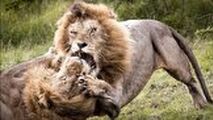 ویدیوی از قدرت نمایی خونین 2 شیرنر| پنجه به پنجه شدن 2 سلطان جنگل