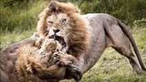 پنجه به پنجه شدن خونین ۲ شیر نر بر سر قدرت نمایی