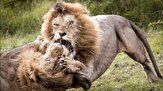 ویدیوی از قدرت نمایی خونین 2 شیرنر| پنجه به پنجه شدن 2 سلطان جنگل