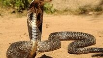 شکارچی شجاعی که به طرز ماهرانه‌ای مارهای سمی را شکار می‌کند 